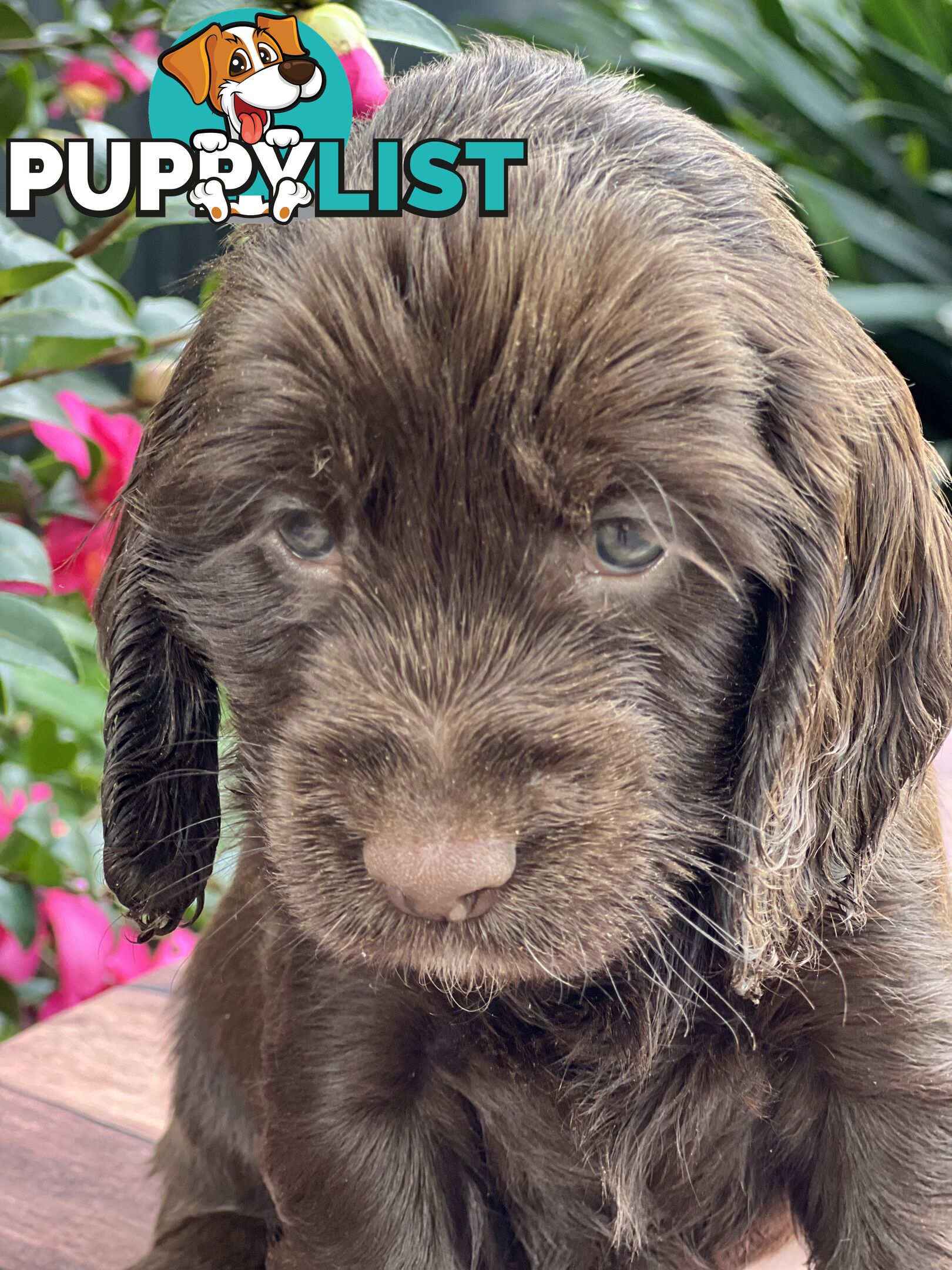 Spoodle puppies