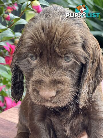 Spoodle puppies