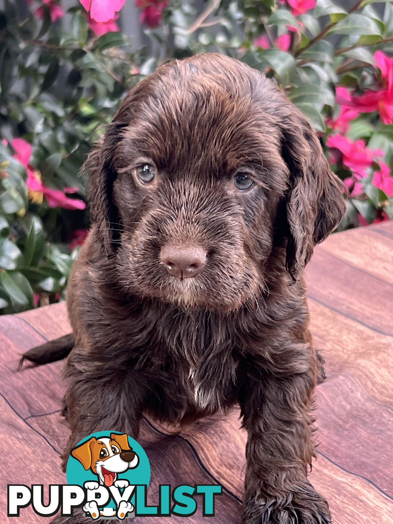 Spoodle puppies