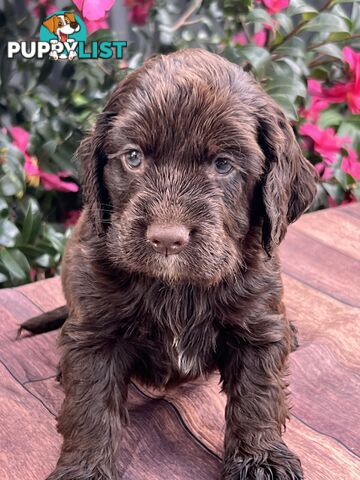 Spoodle puppies