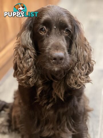 Spoodle puppies