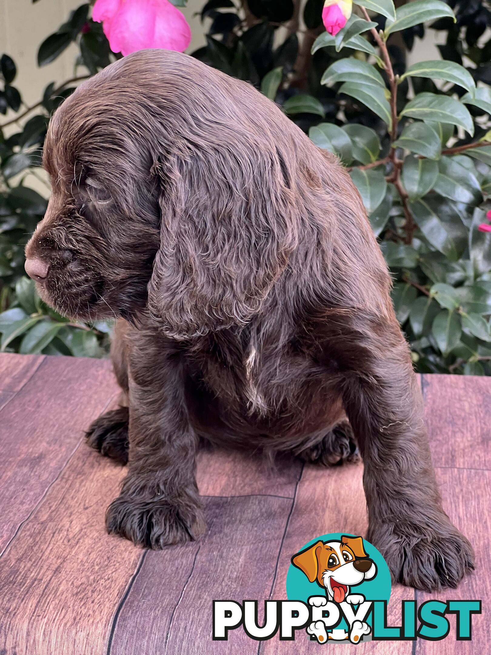 Spoodle puppies