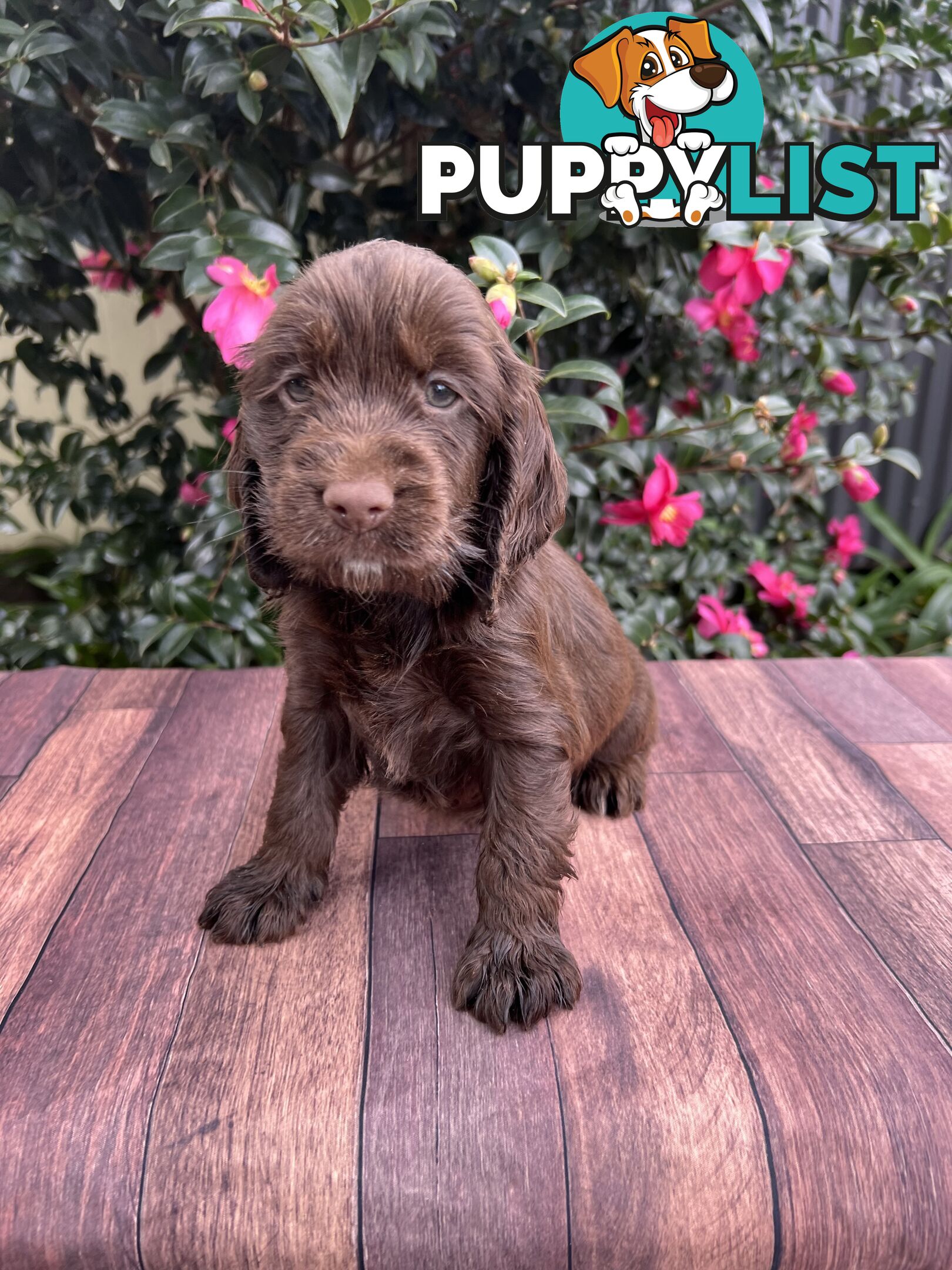 Spoodle puppies