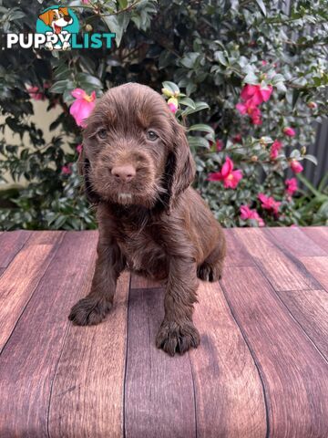 Spoodle puppies