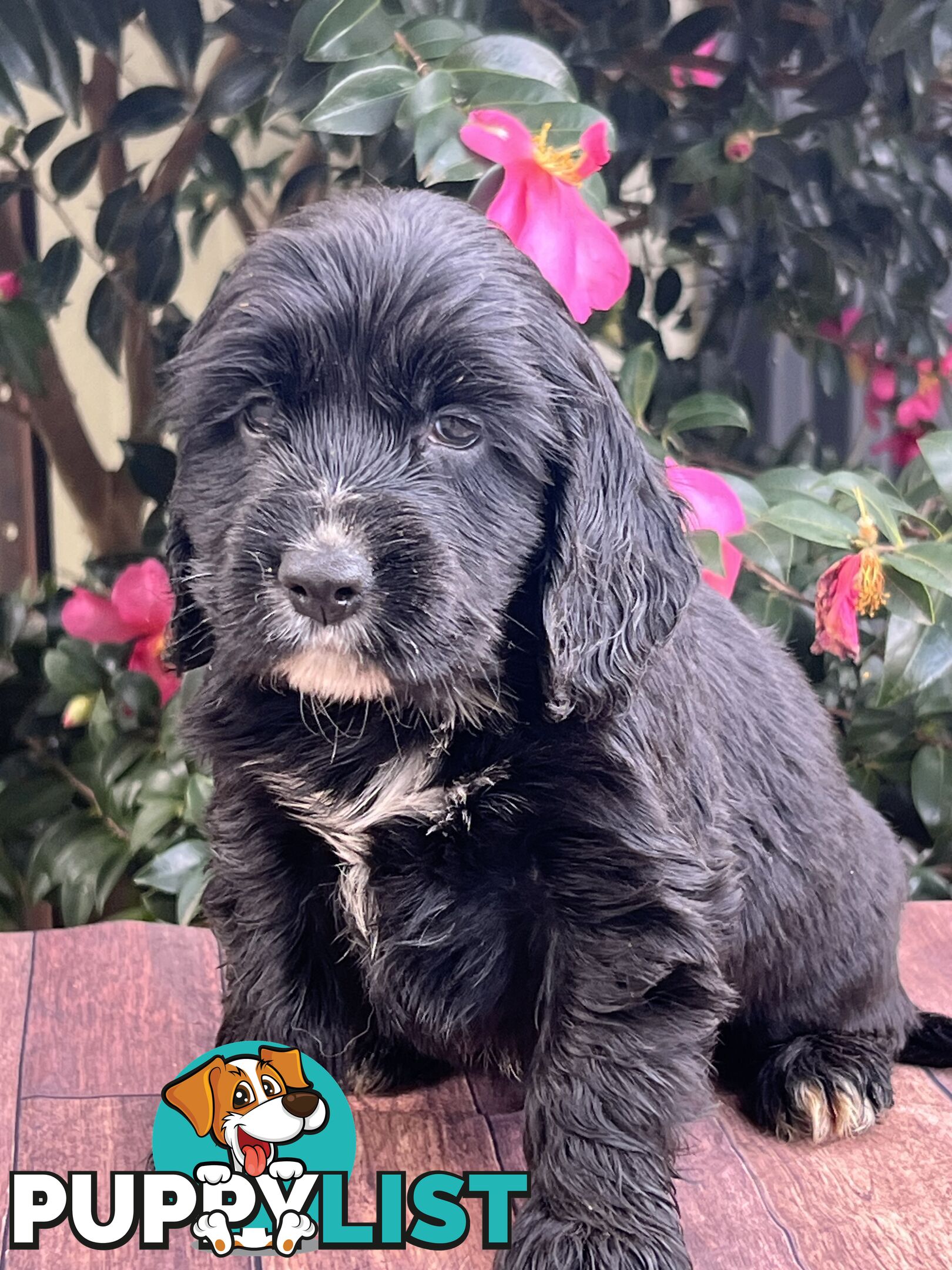 Spoodle puppies