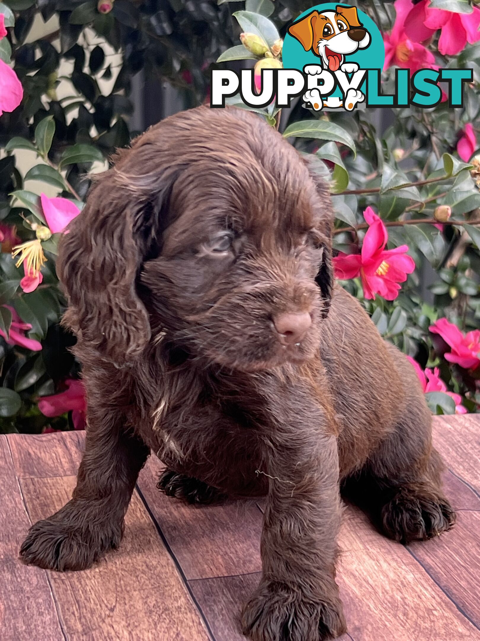 Spoodle puppies