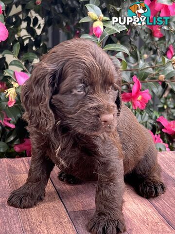 Spoodle puppies