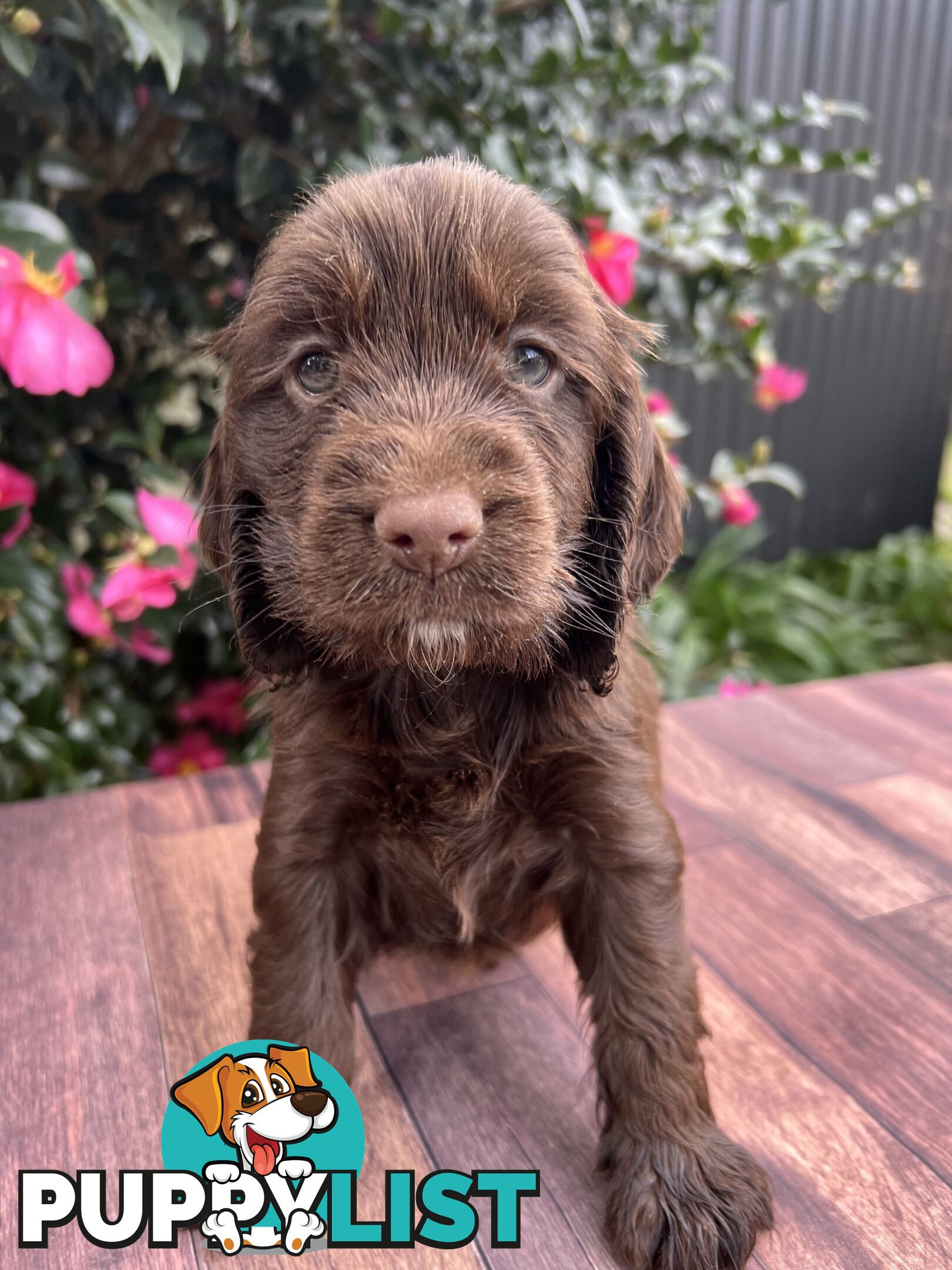 Spoodle puppies