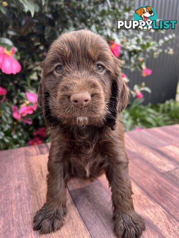 Spoodle puppies