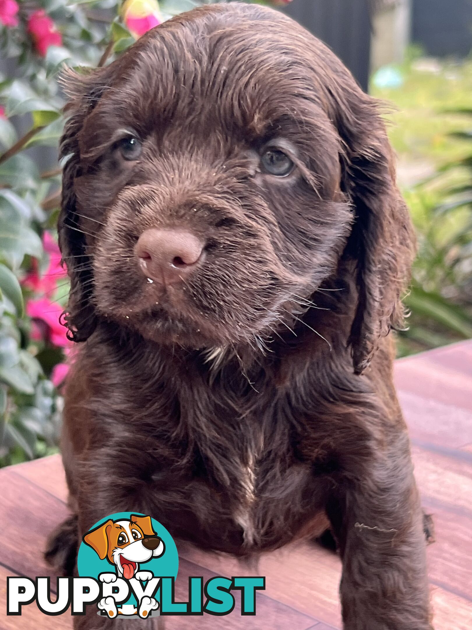 Spoodle puppies