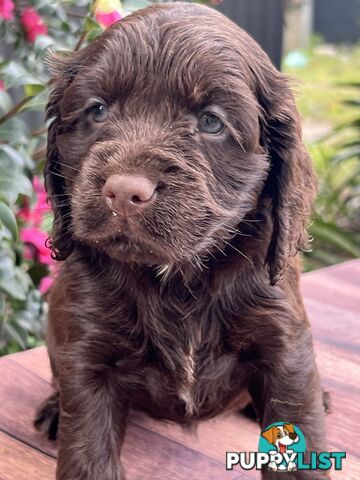 Spoodle puppies