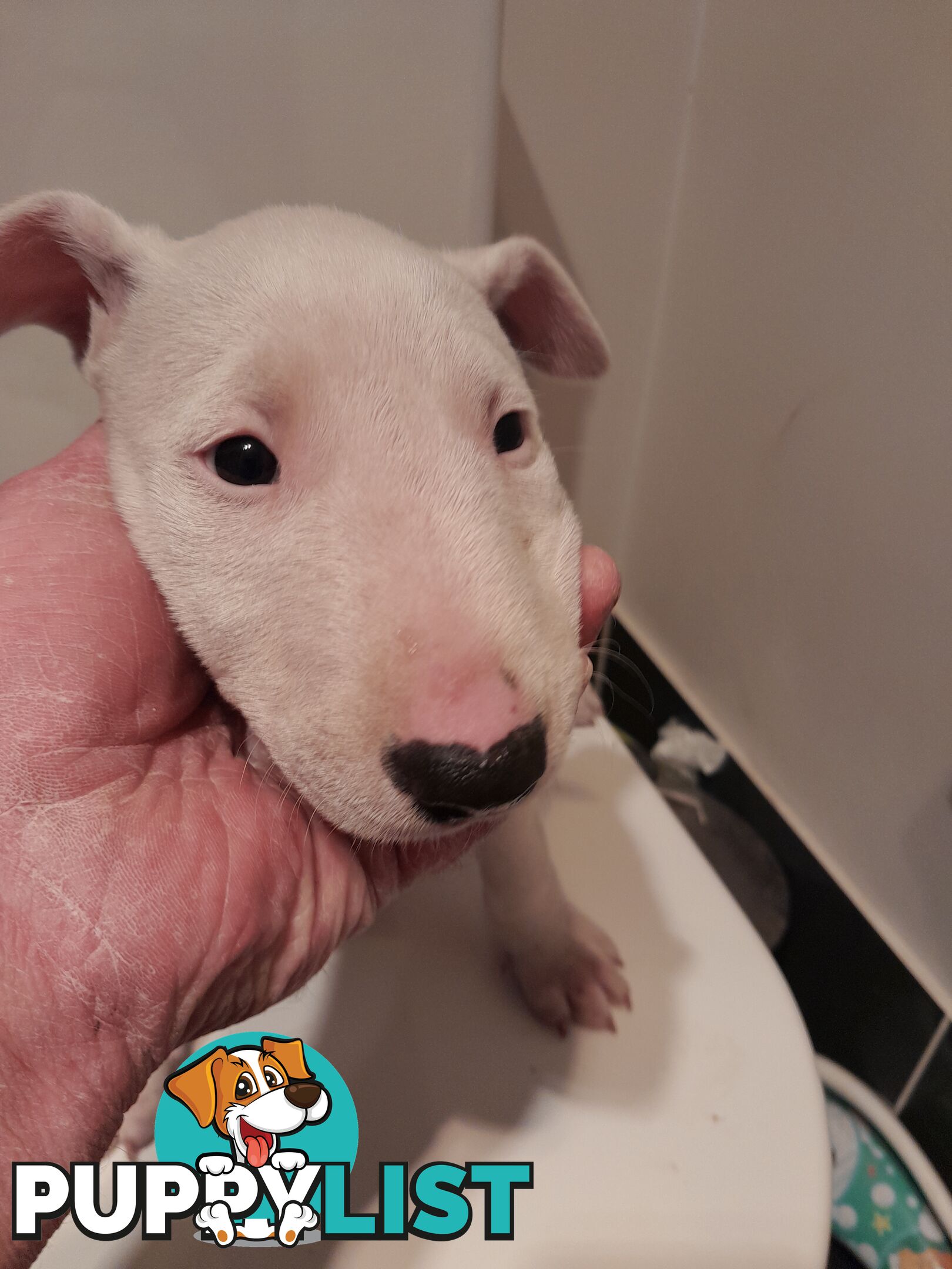 Bull terrier puppies