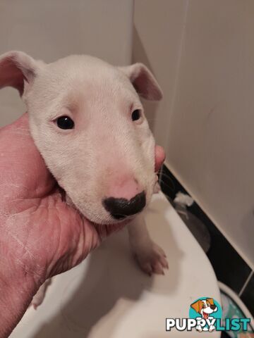 Bull terrier puppies