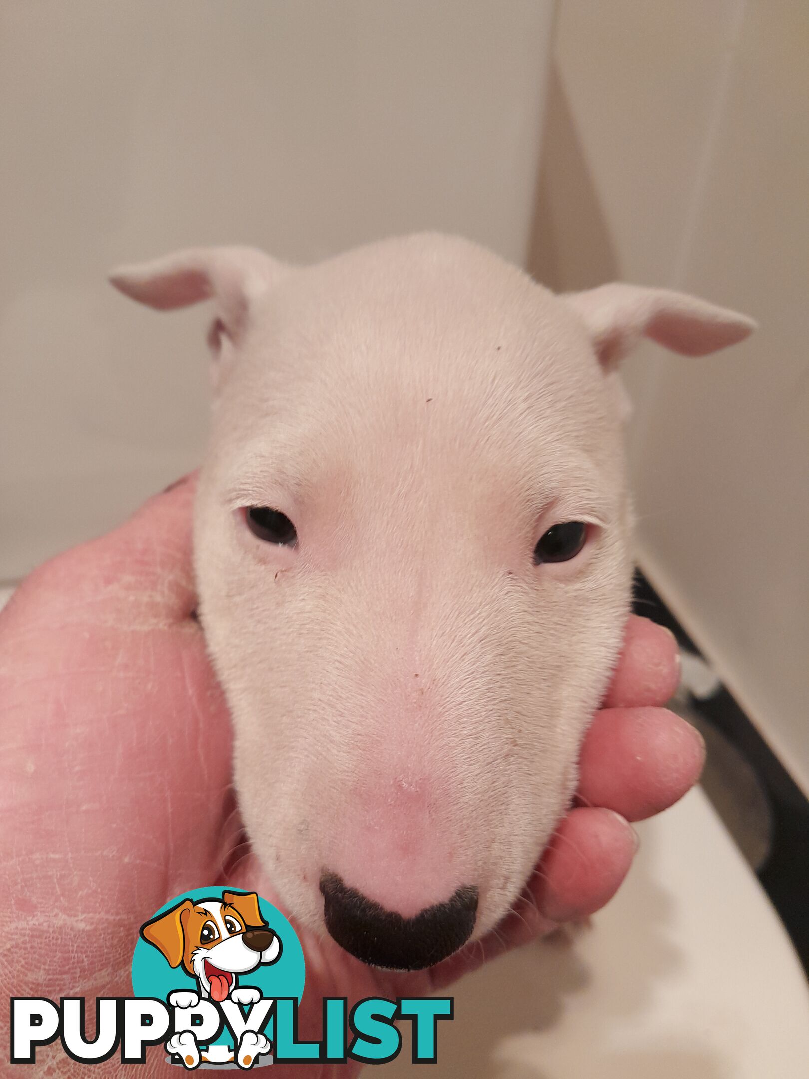 Bull terrier puppies