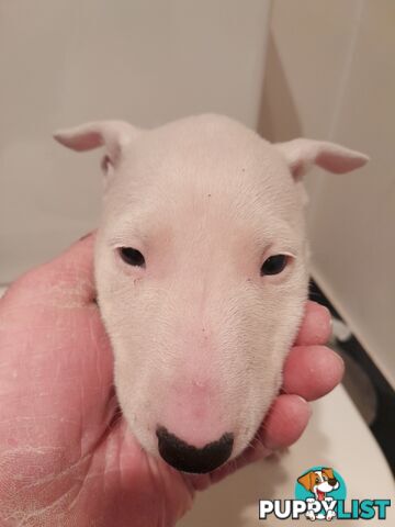 Bull terrier puppies