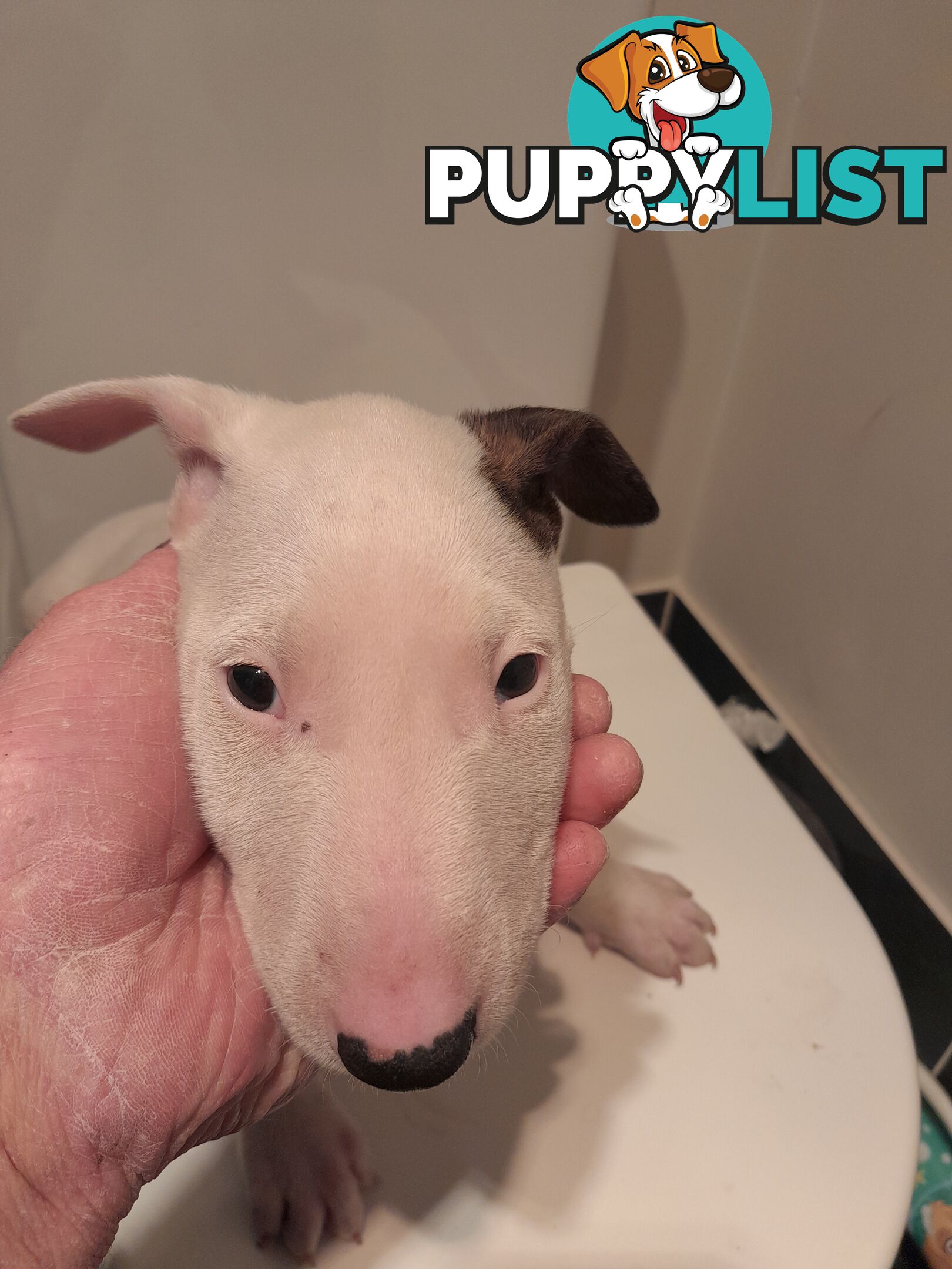 Bull terrier puppies