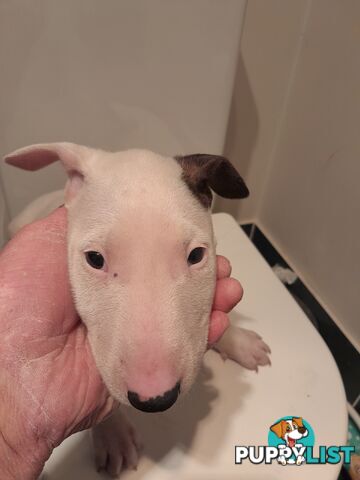 Bull terrier puppies