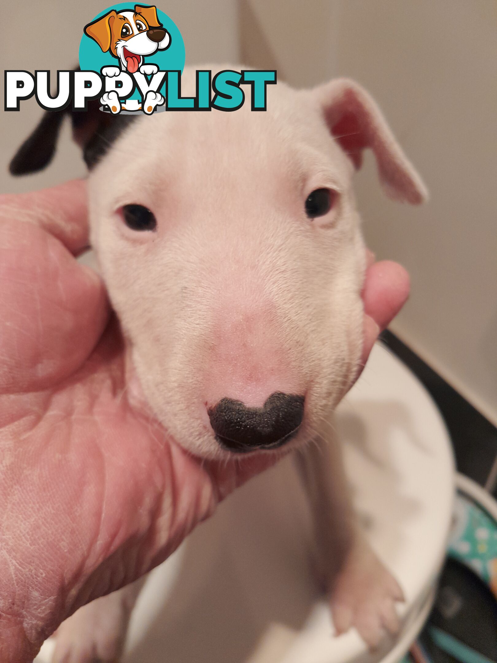 Bull terrier puppies
