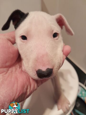 Bull terrier puppies