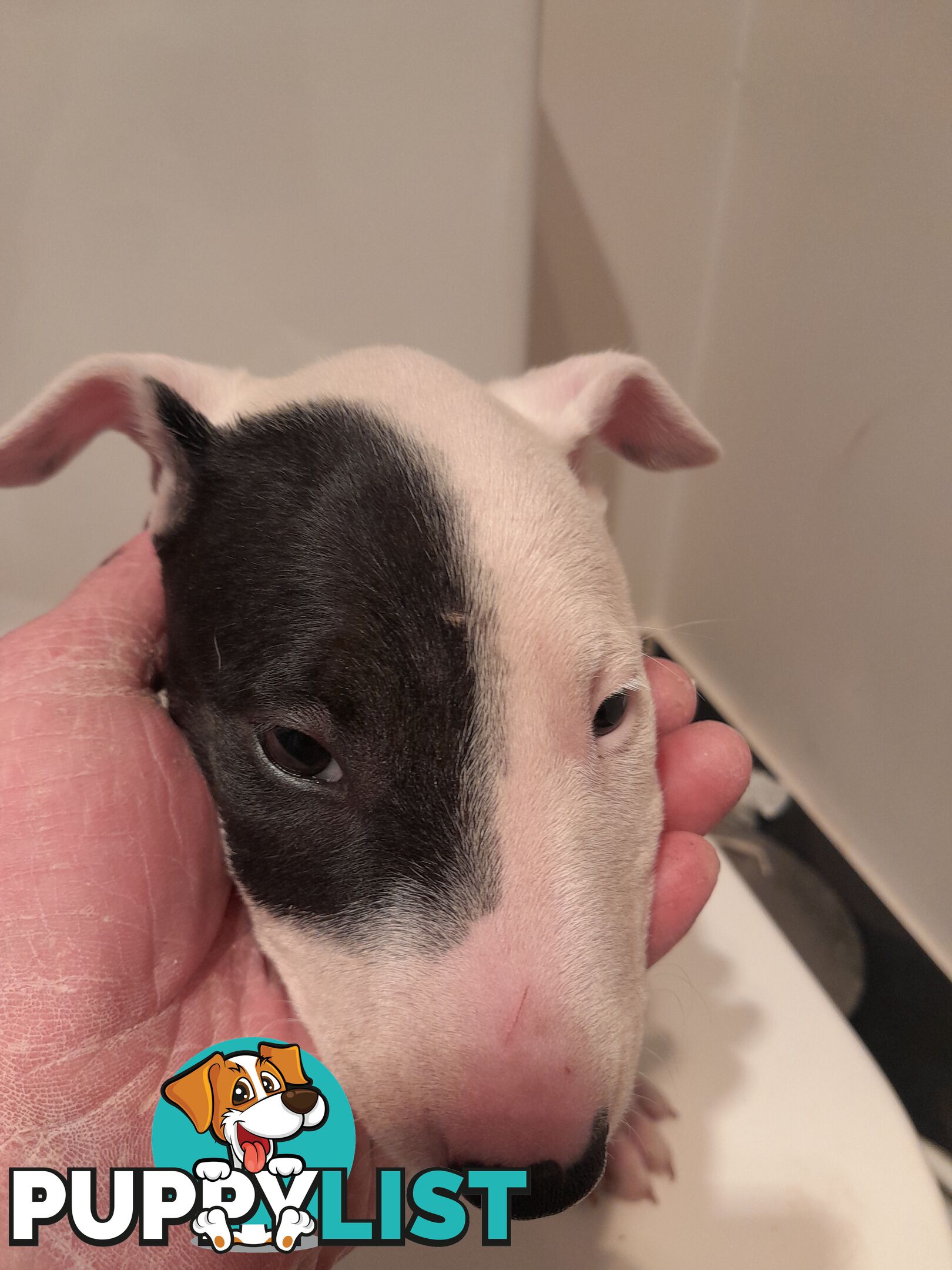 Bull terrier puppies