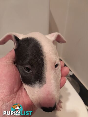 Bull terrier puppies