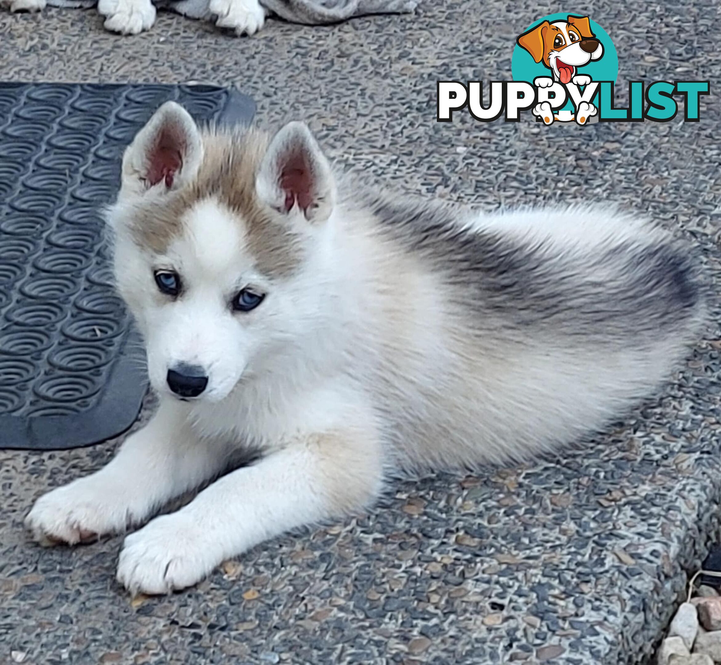 Gorgeous, playful, energetic, and healthy purebred Siberian Husky Puppies
