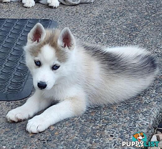 Gorgeous, playful, energetic, and healthy purebred Siberian Husky Puppies