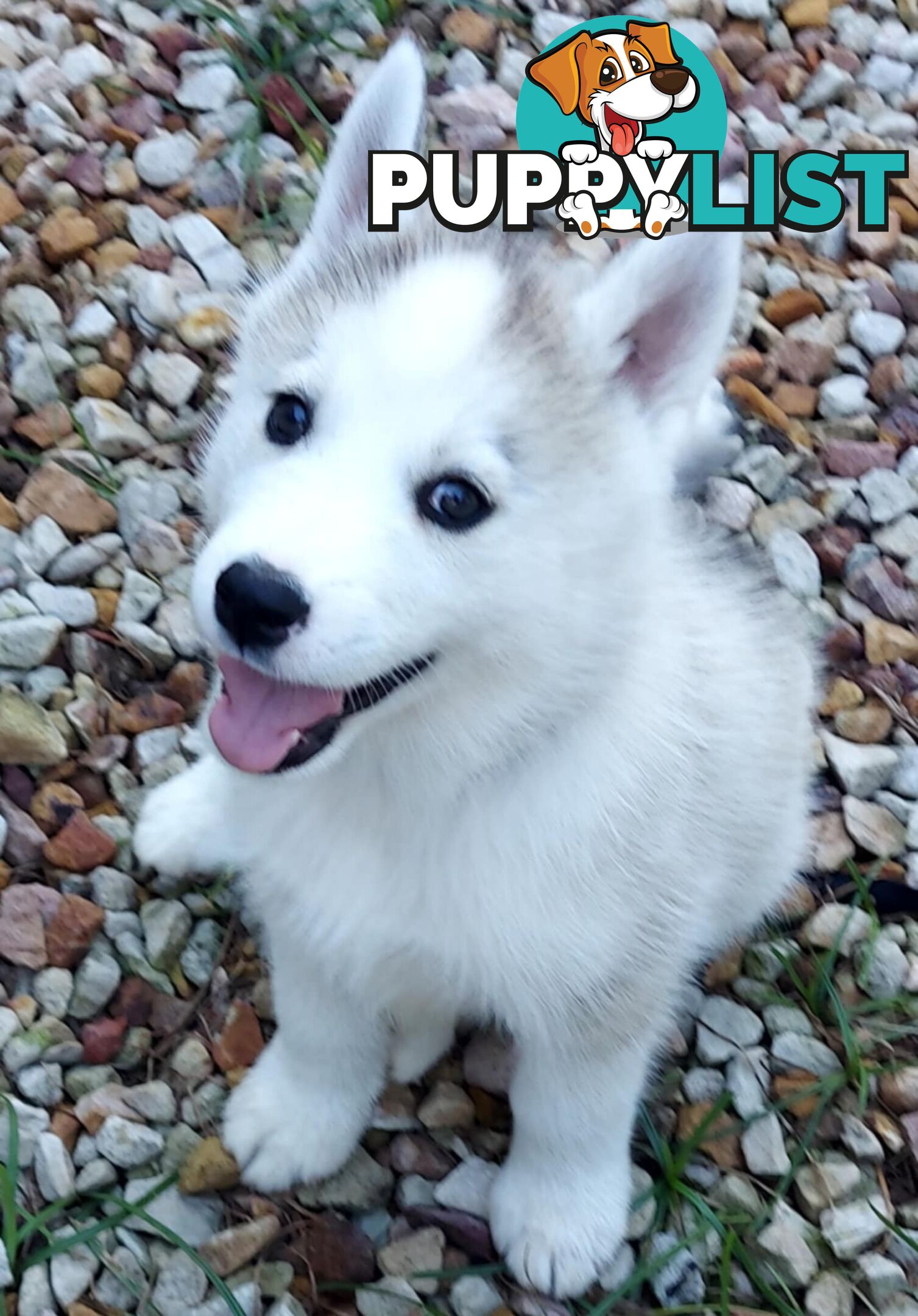 Gorgeous, playful, energetic, and healthy purebred Siberian Husky Puppies