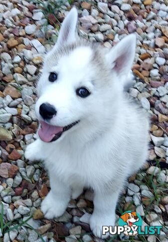 Gorgeous, playful, energetic, and healthy purebred Siberian Husky Puppies