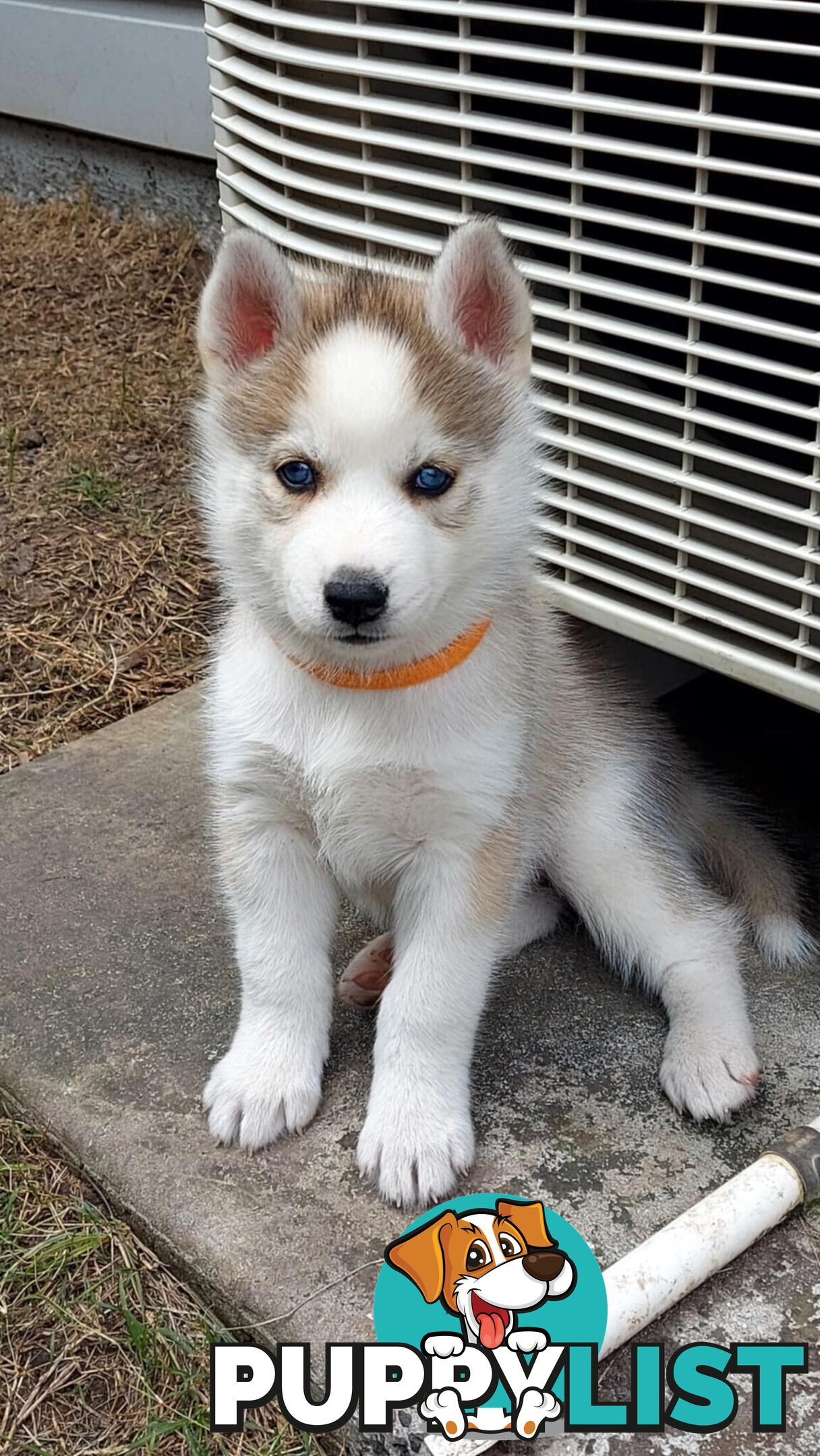 Gorgeous, playful, energetic, and healthy purebred Siberian Husky Puppies