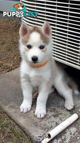 Gorgeous, playful, energetic, and healthy purebred Siberian Husky Puppies