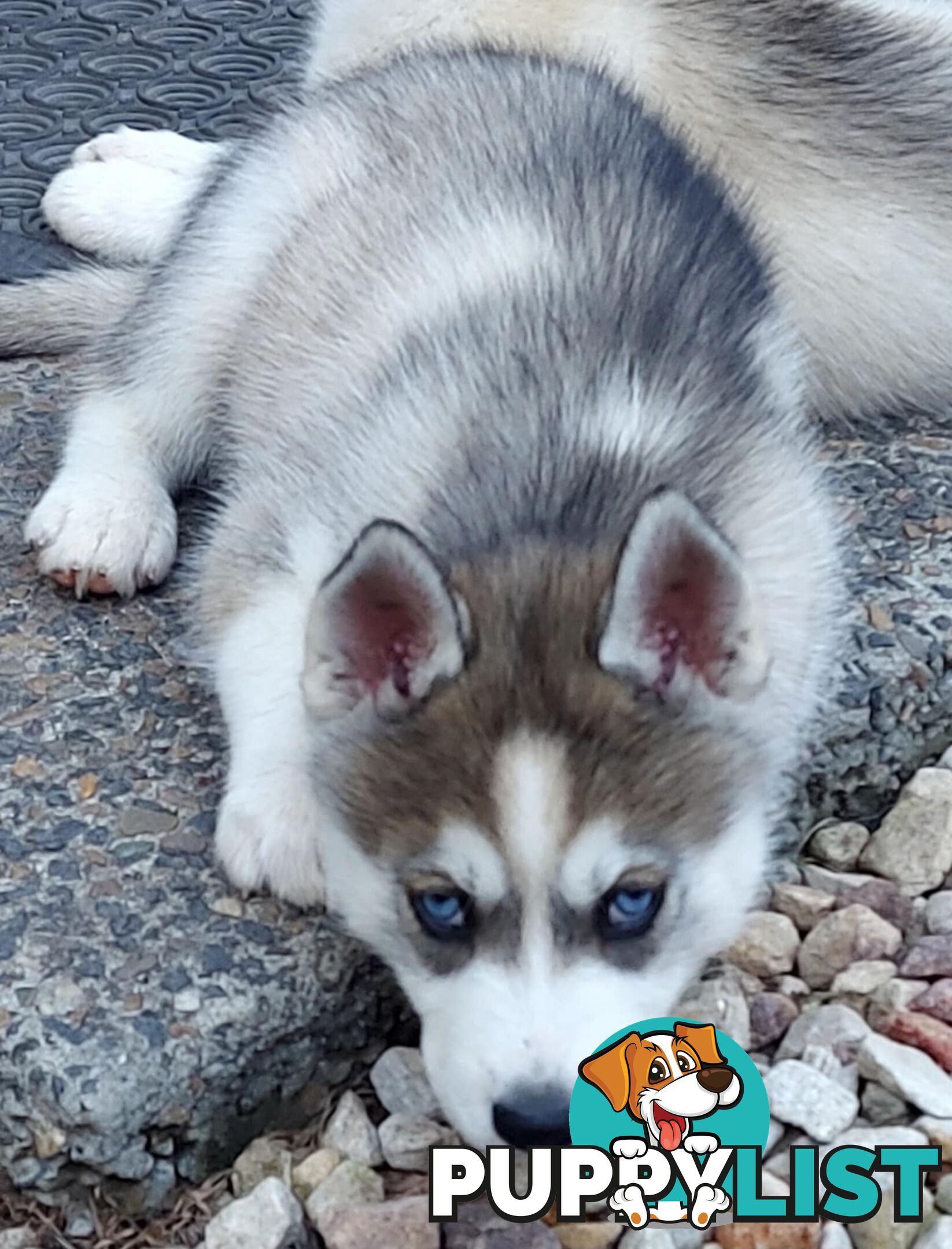 Gorgeous, playful, energetic, and healthy purebred Siberian Husky Puppies