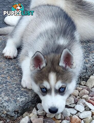 Gorgeous, playful, energetic, and healthy purebred Siberian Husky Puppies