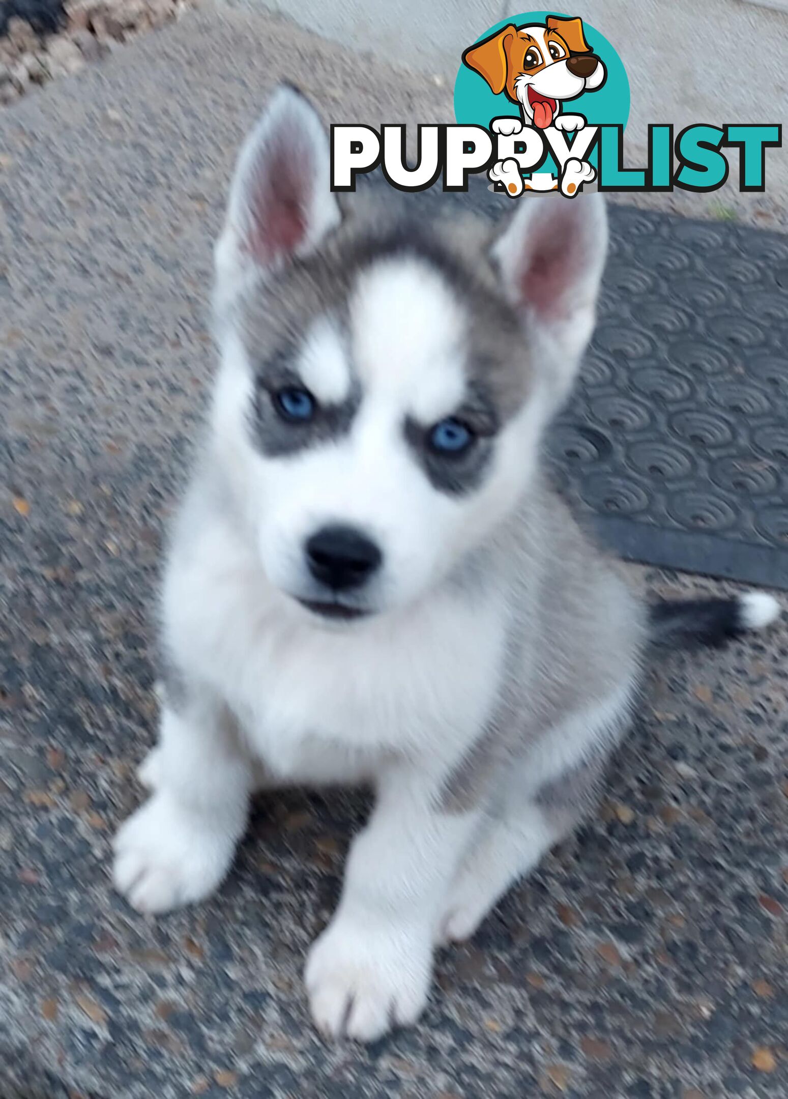 Gorgeous, playful, energetic, and healthy purebred Siberian Husky Puppies