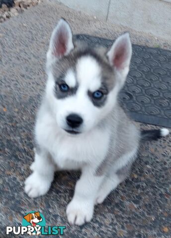 Gorgeous, playful, energetic, and healthy purebred Siberian Husky Puppies