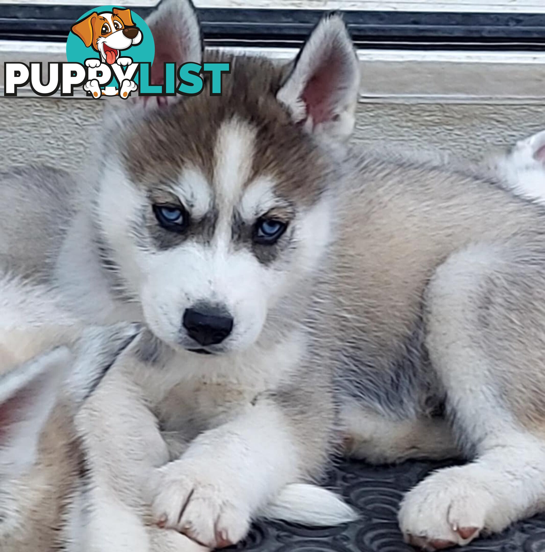 Gorgeous, playful, energetic, and healthy purebred Siberian Husky Puppies