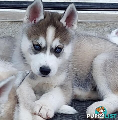 Gorgeous, playful, energetic, and healthy purebred Siberian Husky Puppies