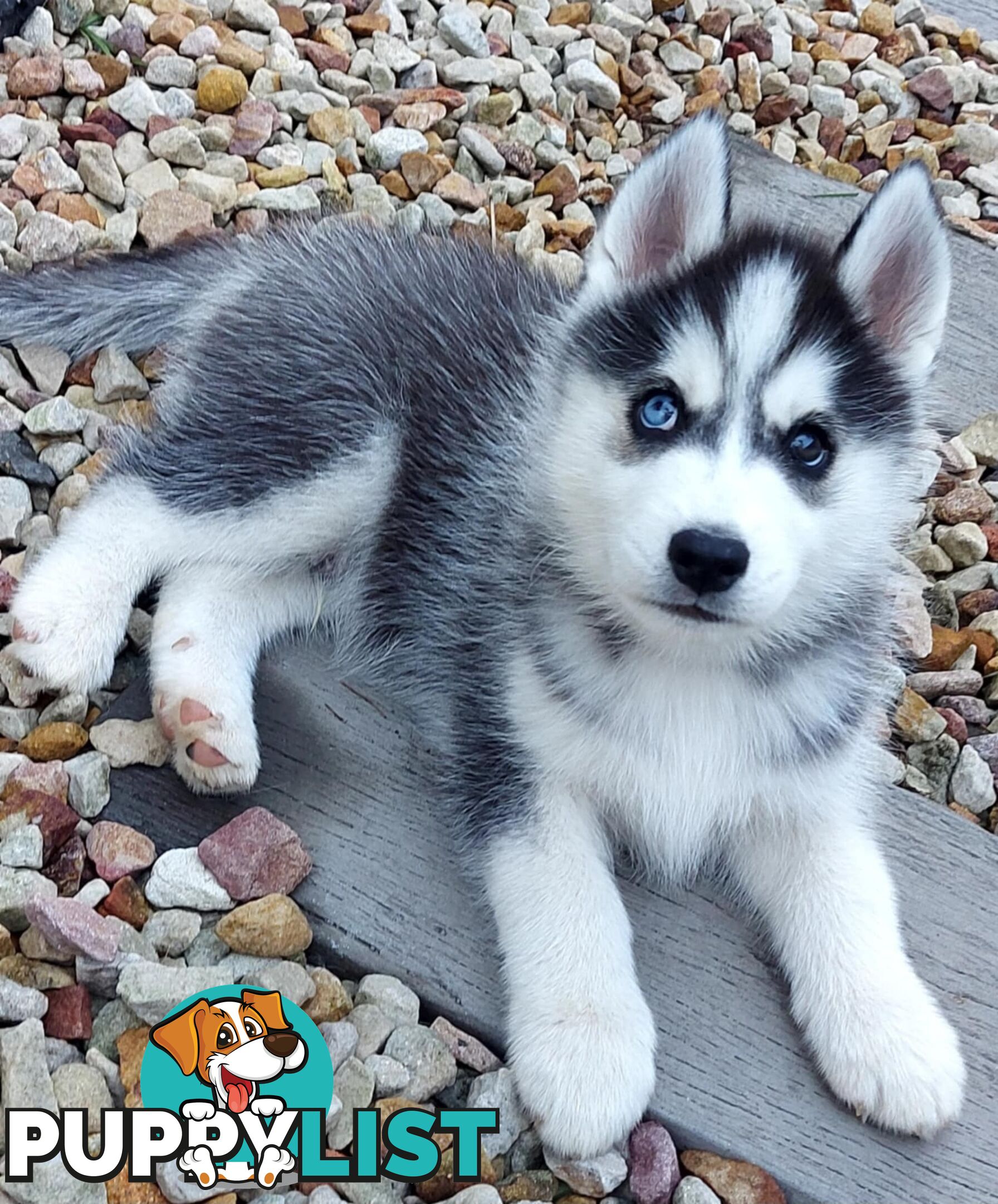 Gorgeous, playful, energetic, and healthy purebred Siberian Husky Puppies
