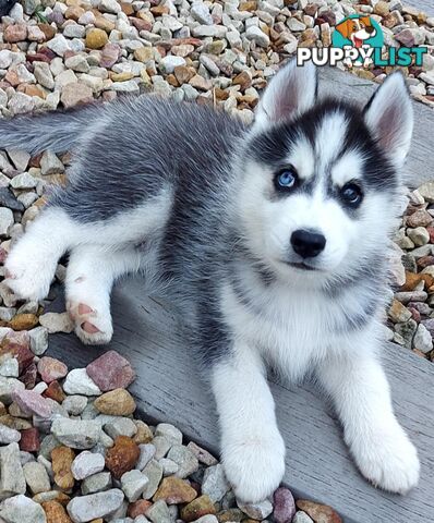 Gorgeous, playful, energetic, and healthy purebred Siberian Husky Puppies