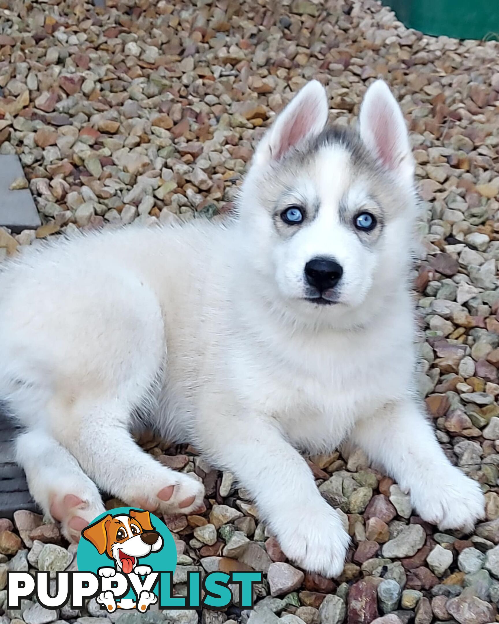 Gorgeous, playful, energetic, and healthy purebred Siberian Husky Puppies