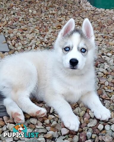 Gorgeous, playful, energetic, and healthy purebred Siberian Husky Puppies