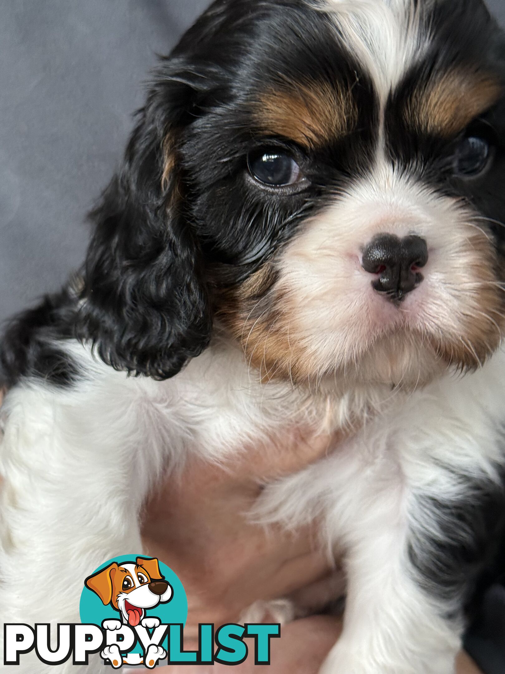 Cavalier King Charles spaniel purebreds ANKC