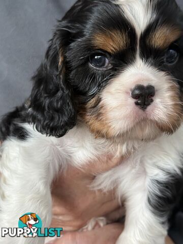 Cavalier King Charles spaniel purebreds ANKC