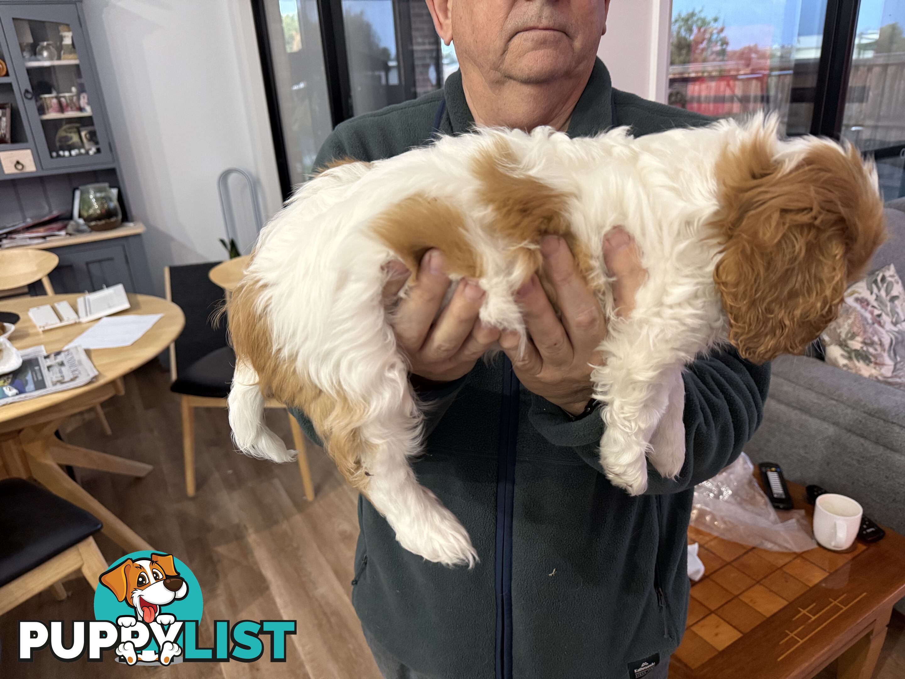 Cavalier King Charles spaniel purebreds ANKC