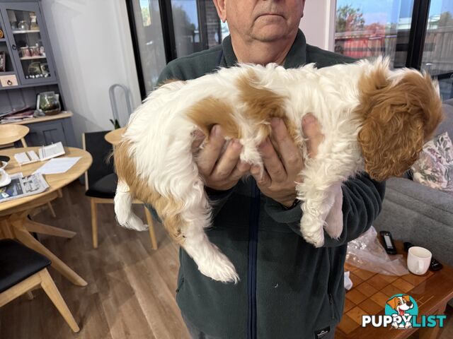 Cavalier King Charles spaniel purebreds ANKC