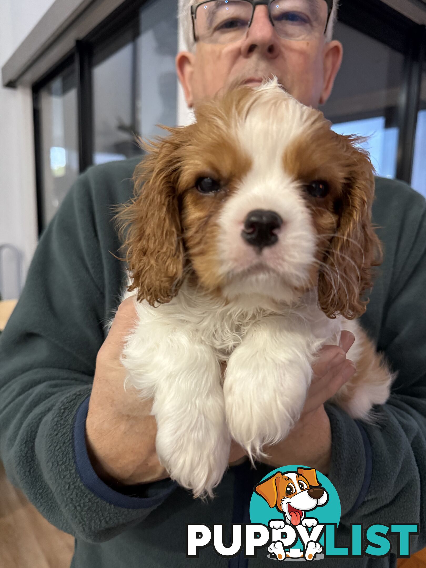 Cavalier King Charles spaniel purebreds ANKC