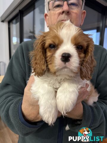 Cavalier King Charles spaniel purebreds ANKC