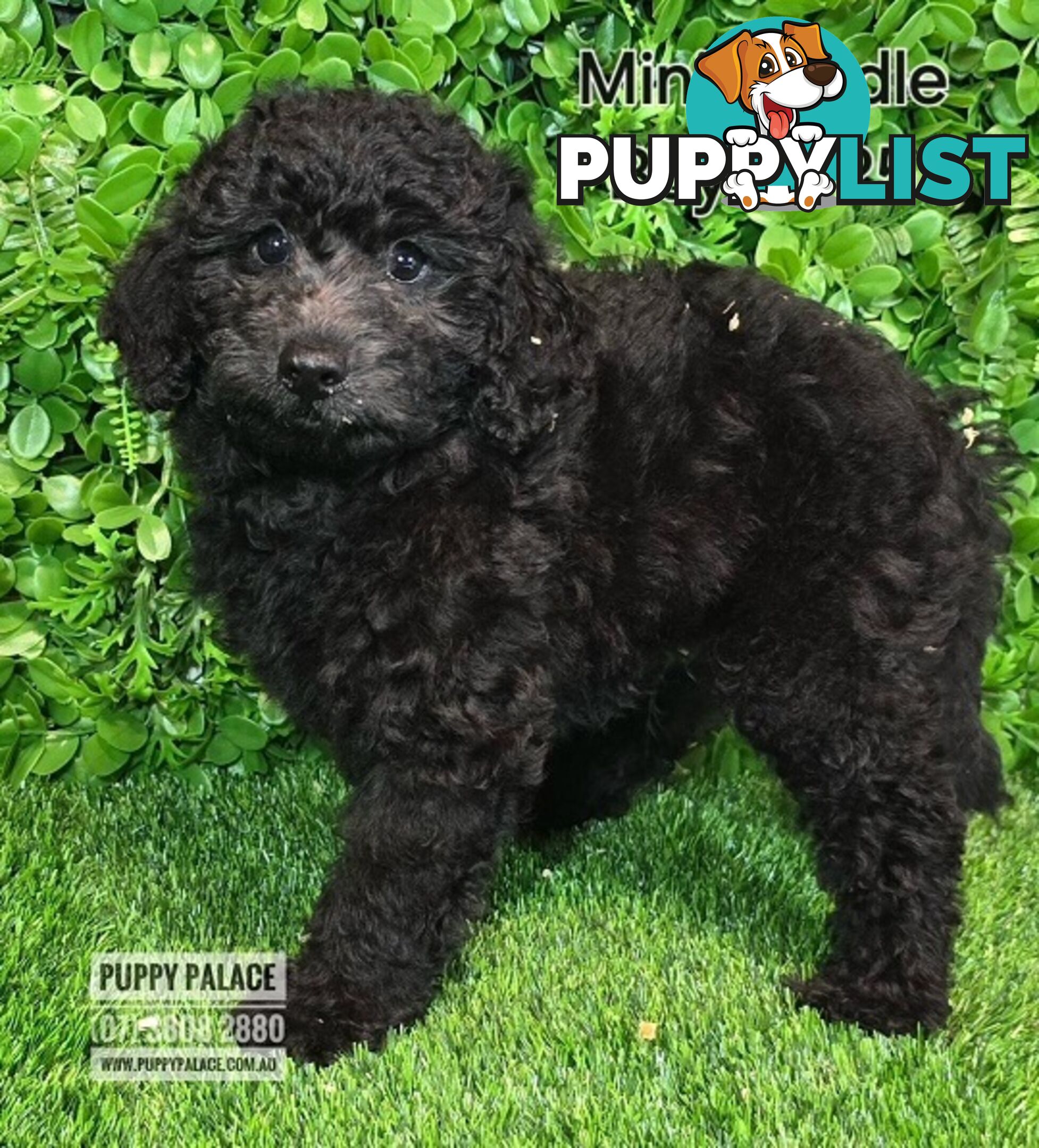 Purebred Miniature Poodle - Boys. Now in store at Puppy Palace Pet Shop, Underwood.