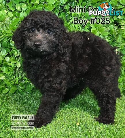 Purebred Miniature Poodle - Boys. Now in store at Puppy Palace Pet Shop, Underwood.