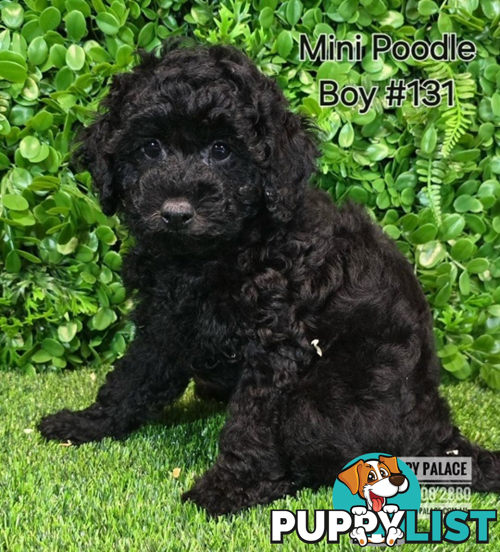 Purebred Miniature Poodle - Boys. Now in store at Puppy Palace Pet Shop, Underwood.